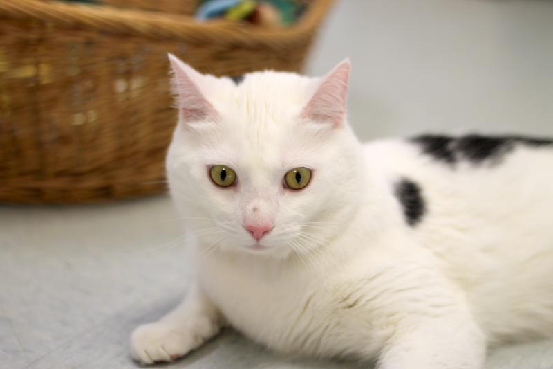 Adult cat adoption fees being waived Boothbay Register